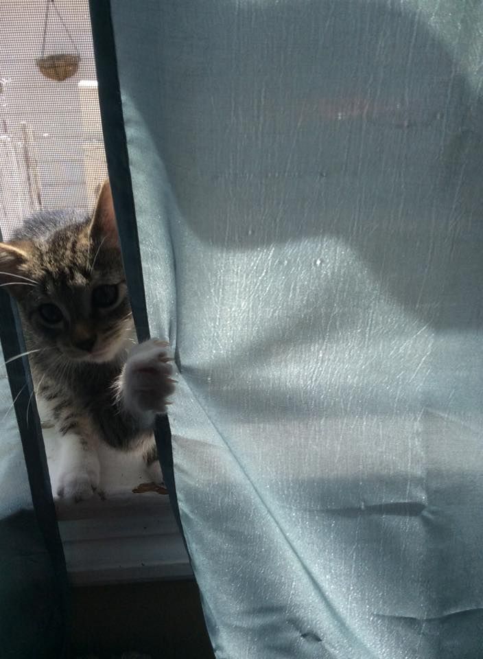 My kitten Sophie is peeking hehe | Cats, Cats, kittens, Kittens