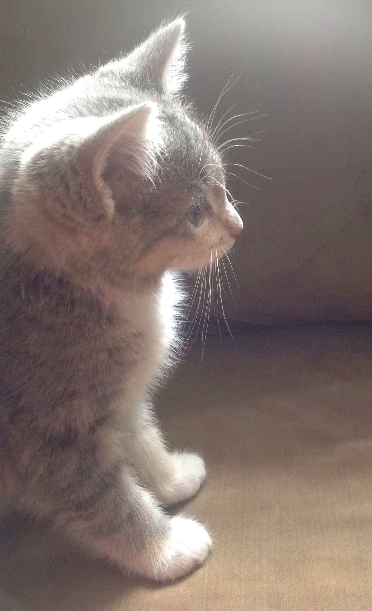 Grey kitten - sophie | Grey kitten, Grey pictures, Cats