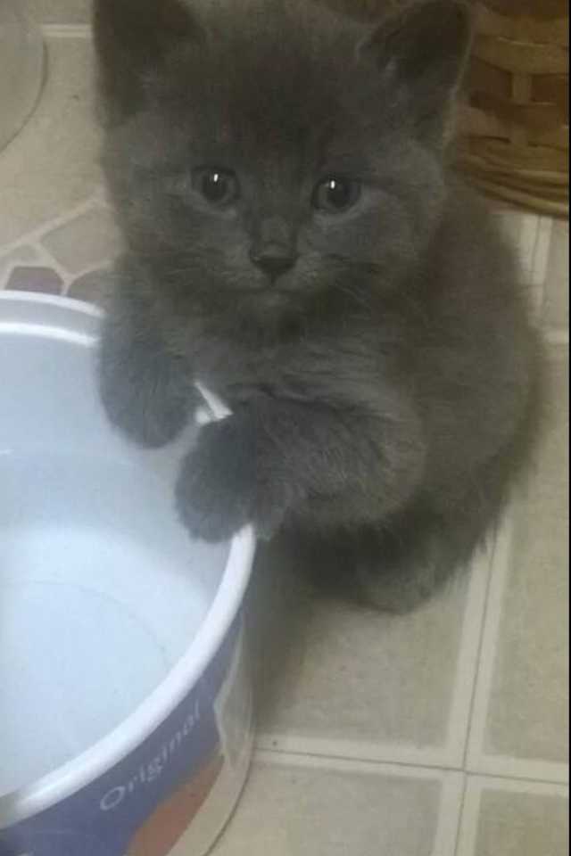 My kitten, Sophie, from when I first got her until now - Imgur