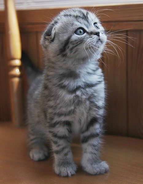 Silver tabby Scottish Fold Kitten. Sophie would love this ...