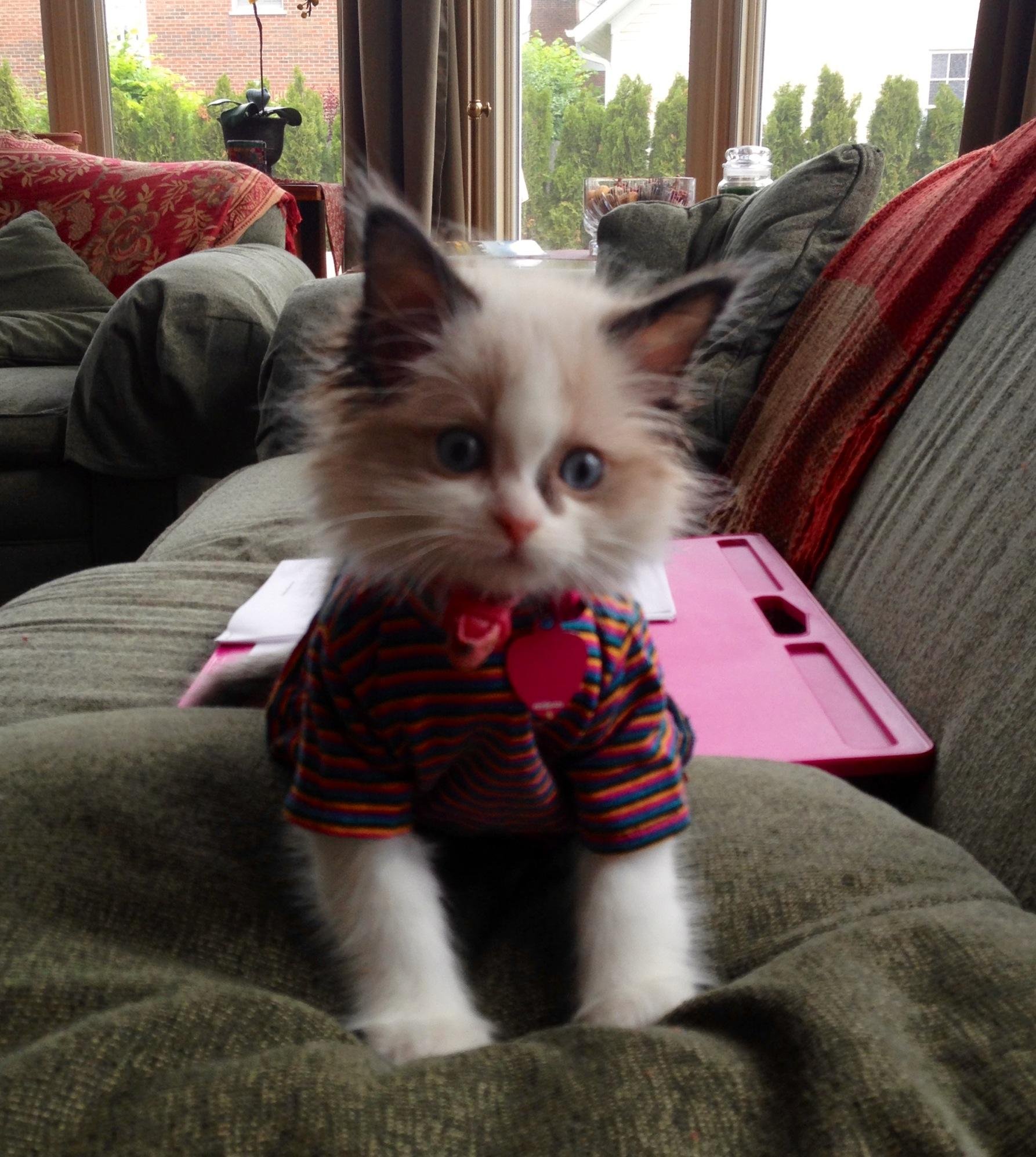 My friends new kitten, Sophie, playing dress up : aww
